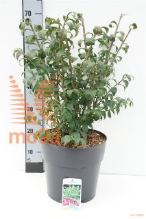 http://twentheplant.nl/tsd/62347_EUACOMPA_9C10030040_1.jpg