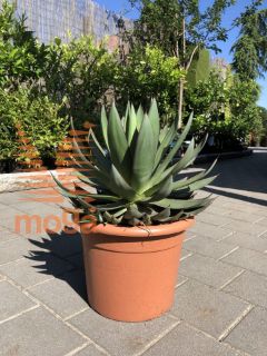 Picture of Agave romanii