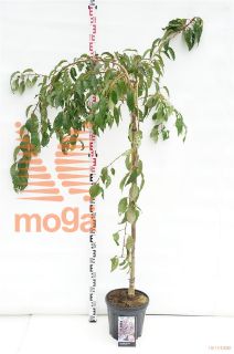 http://twentheplant.nl/tsd/69506_PRKSZAKU_S120C10_1.jpg