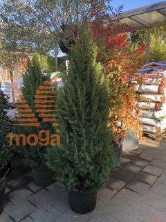 Picea glauca "Conica" |100-125|C12