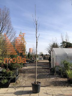 Acer platanoides |10/12|Clear stem|C