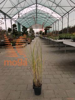 Miscanthus sinensis "Flamingo" |P17