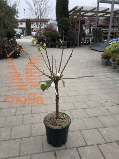 Prunus armeniaca nanum |1/4 stem|C