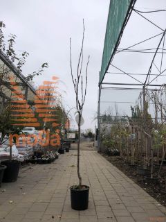 Pyrus pyrifolia "Hosui" |6/8|SEJANEC|C