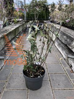 Buddleja davidii |40-60|C3