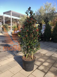 Ilex meserveae "Blue Maid" |80-100|Cone|C10