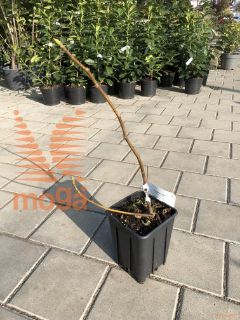 Ficus carica "Brown Turkey" |50-100|C2