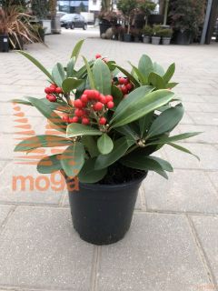 Skimmia japonica "Temptation" |C2