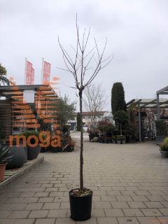 Prunus armeniaca "San Castrese" |6/8|Half standard|MIRABOLANA|C