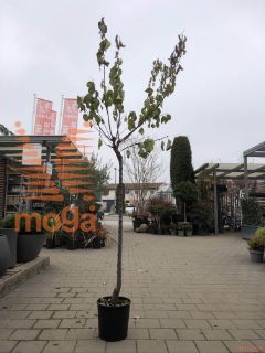 Prunus armeniaca "Orange Red" |6/8|Half standard|MIRABOLANA|C