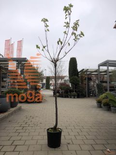 Prunus armeniaca "Pisana" |6/8|Half standard|MIRABOLANA|C