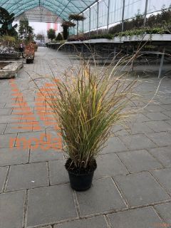 Miscanthus sinensis "Serengeti"