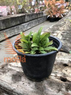 Leucanthemum superbum "Snehurka"