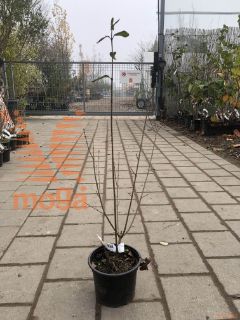 Ligustrum vulgare |40-60|P