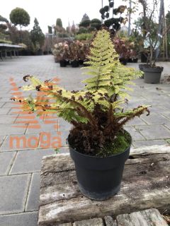 Polystichum polyblepharum |C1,5