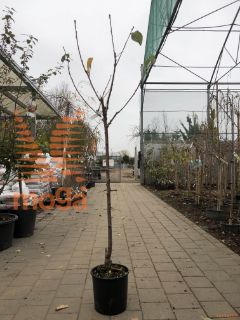 Prunus avium "Van" |6/8|Half standard|SEJANEC|C