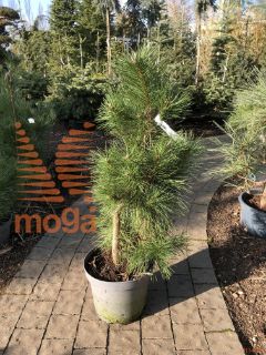 Pinus nigra nigra |80-100|C