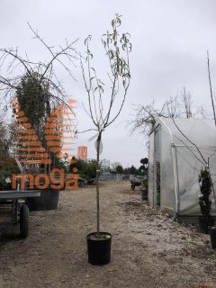 Prunus dulcis "Genco" |6/8|Half standard|SEJANEC|C