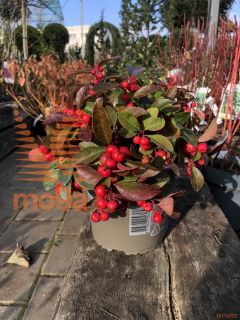 Gaultheria procumbens |C1,5