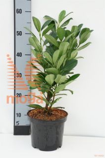 http://twentheplant.nl/tsd/76887_PRLBONAP_8P19030040_1.jpg