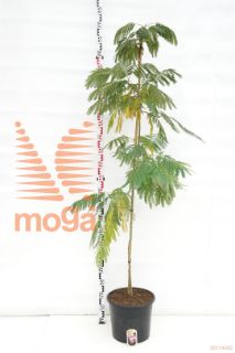 http://twentheplant.nl/tsd/62347_ALJOMBRE_9C20125150_1.jpg