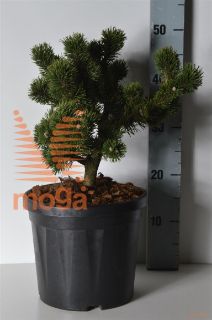 http://twentheplant.nl/tsd/73487_PIMJAKOB_8P26025030_1.jpg