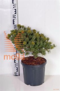 http://twentheplant.nl/tsd/73487_PIPLINDA_8P26025030_2.jpg