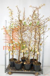 http://twentheplant.nl/tsd/95202_HYAPETIO_9C15200225_1.jpg