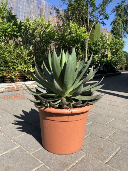 Bild von Agave romanii