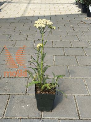 Picture of Achillea millefolium "Creme de la Creme"