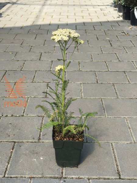 Bild von Achillea millefolium "Creme de la Creme"