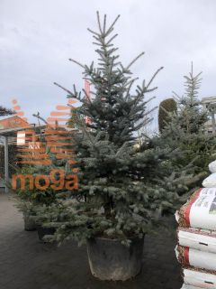 Picea pungens "Edith" |200-250|C