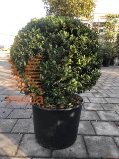 Ilex crenata "Dark Green" |50-55|FI:50-55|Ball|C20