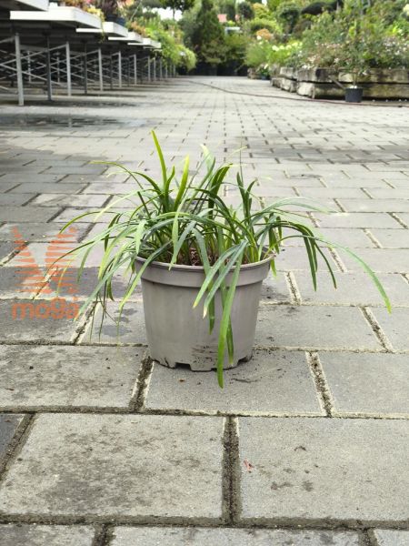 Picture of Agapanthus praecox "Dwarf Blue"