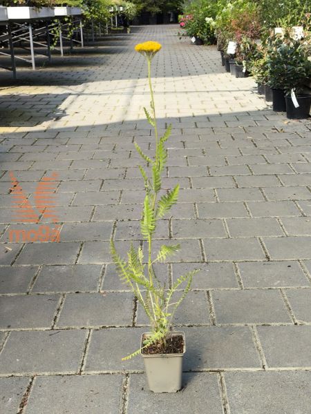 Picture of Achillea filipendulina "Altgold"