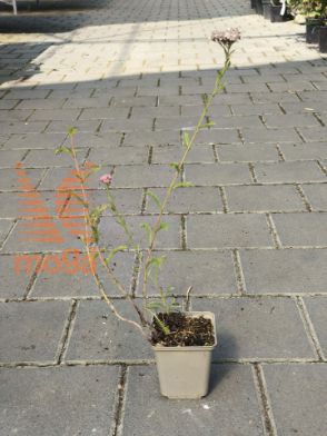 Picture of Achillea millefolium "Heidi"