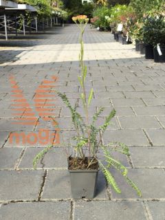 Picture of Achillea millefolium "Safran"