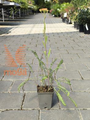 Slika Achillea millefolium "Safran"