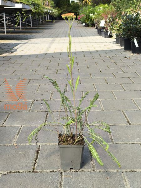 Picture of Achillea millefolium "Safran"