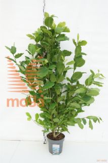 http://twentheplant.nl/tsd/81210_MAKOBUS_9C12125150_1.jpg