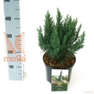 http://twentheplant.nl/tsd/500106_JUMBCHIF_8P18020025_1.jpg