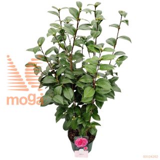 http://twentheplant.nl/tsd/82539_CAJPINK_8P24060080_1.jpg