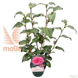 http://twentheplant.nl/tsd/82539_CAJPINK_8P15030040_1.jpg