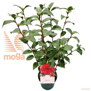 http://twentheplant.nl/tsd/82539_CAJROOD_8P15030040_1.jpg