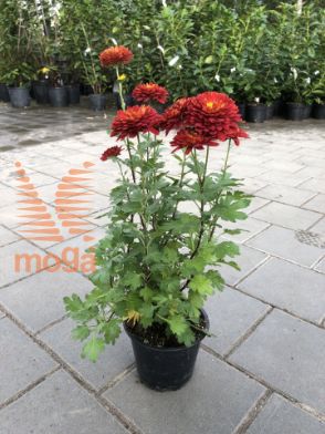 Bild von Chrysanthemum indicum "Brockenfeuer"