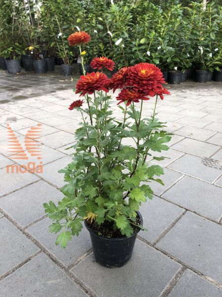 Bild von Chrysanthemum indicum "Brockenfeuer"