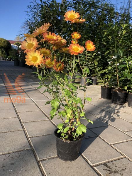 Bild von Chrysanthemum indicum "Dernier Soleil"