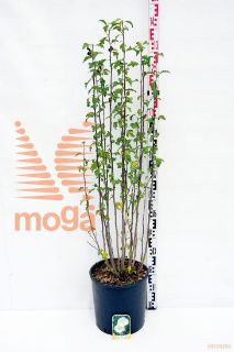 http://twentheplant.nl/tsd/93675_HISTALBU_9c15080100_1.jpg