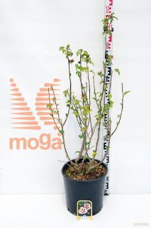 http://twentheplant.nl/tsd/93675_HISWOODB_9c15080100_1.jpg