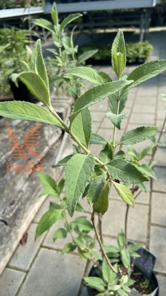 Picture of butterfly bush "Flutterby® Pink"